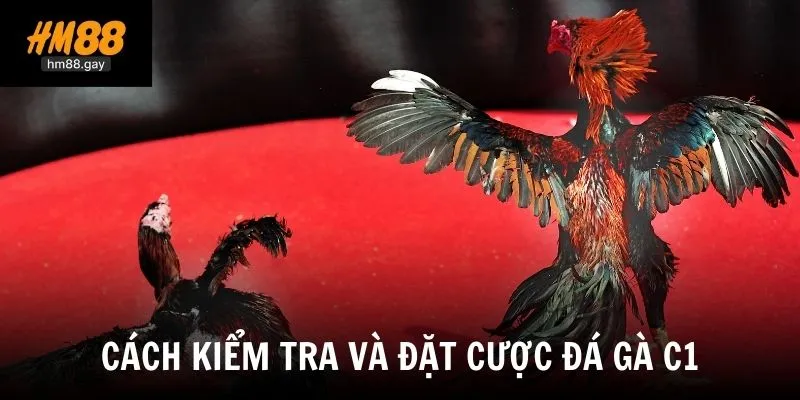 Hướng dẫn theo dõi và tham gia đặt cược tại nhà cái HM88