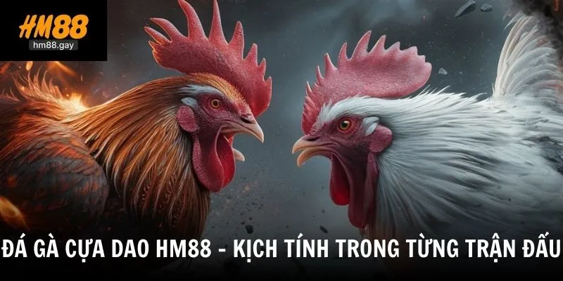da ga cua dao hm88 kich tinh trong tung tran dau