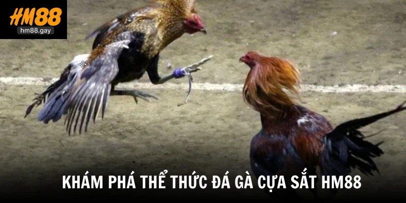 Đá Gà Cựa Sắt HM88 - Hội Tụ Các Trận Chiến Rực Lửa Nhất 2 Khám phá thể thức đá gà cựa sắt HM88