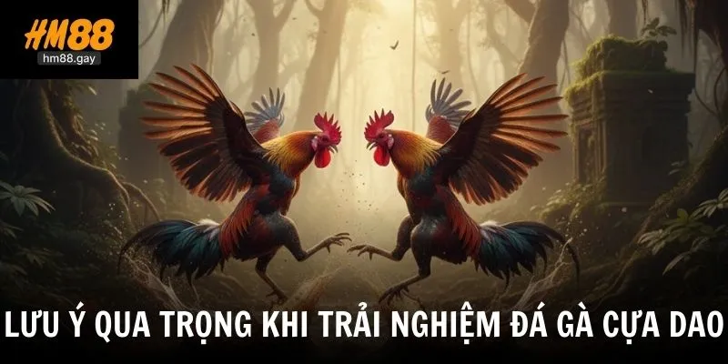 Đá Gà Cựa Dao - Hình Thức Giải Trí Kịch Tính Tại Nhà Cái HM88 4 Những điều cần lưu ý khi tham gia bộ môn giải trí đá gà cựa dao