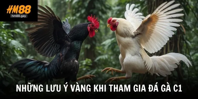 Những điểm cần lưu ý để tăng tỷ lệ thắng khi trải nghiệm đá gà C1