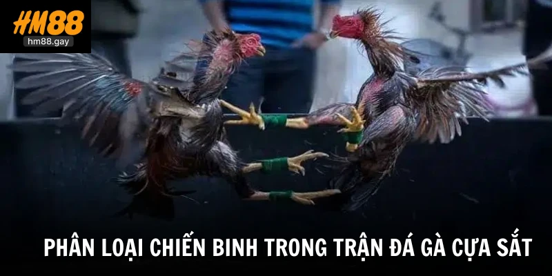 Đá Gà Cựa Sắt HM88 - Hội Tụ Các Trận Chiến Rực Lửa Nhất 4 Phân loại chiến binh trong trận đá gà cựa sắt