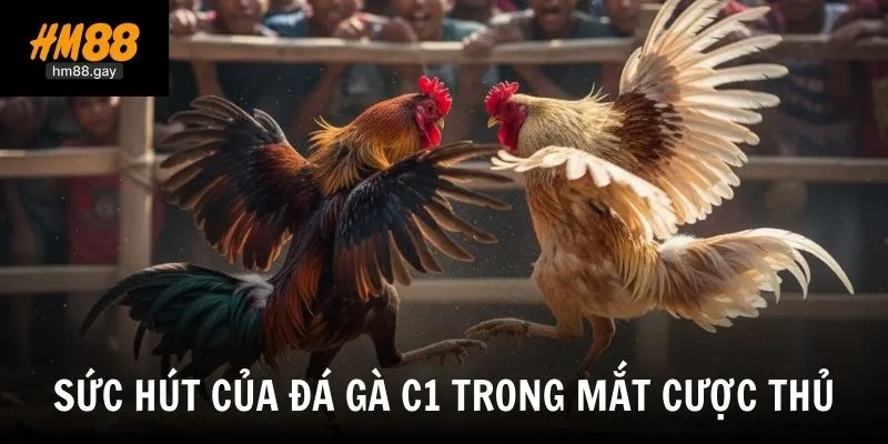 Khái niệm và sức hút của đá gà C1 trong cá cược trực tuyến